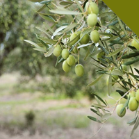 20 | BIODIVERSITÀ E SOSTENIBILITÀ NEI PAESAGGI OLIVICOLI con Eco-Olives e Compass